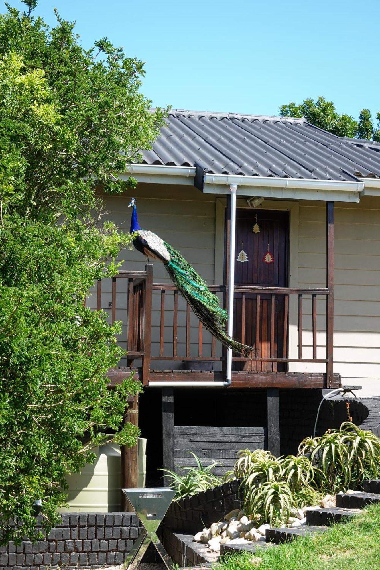 Soutelande Country Stay - Close To 1#Beach In Pe Port Elizabeth Exterior foto
