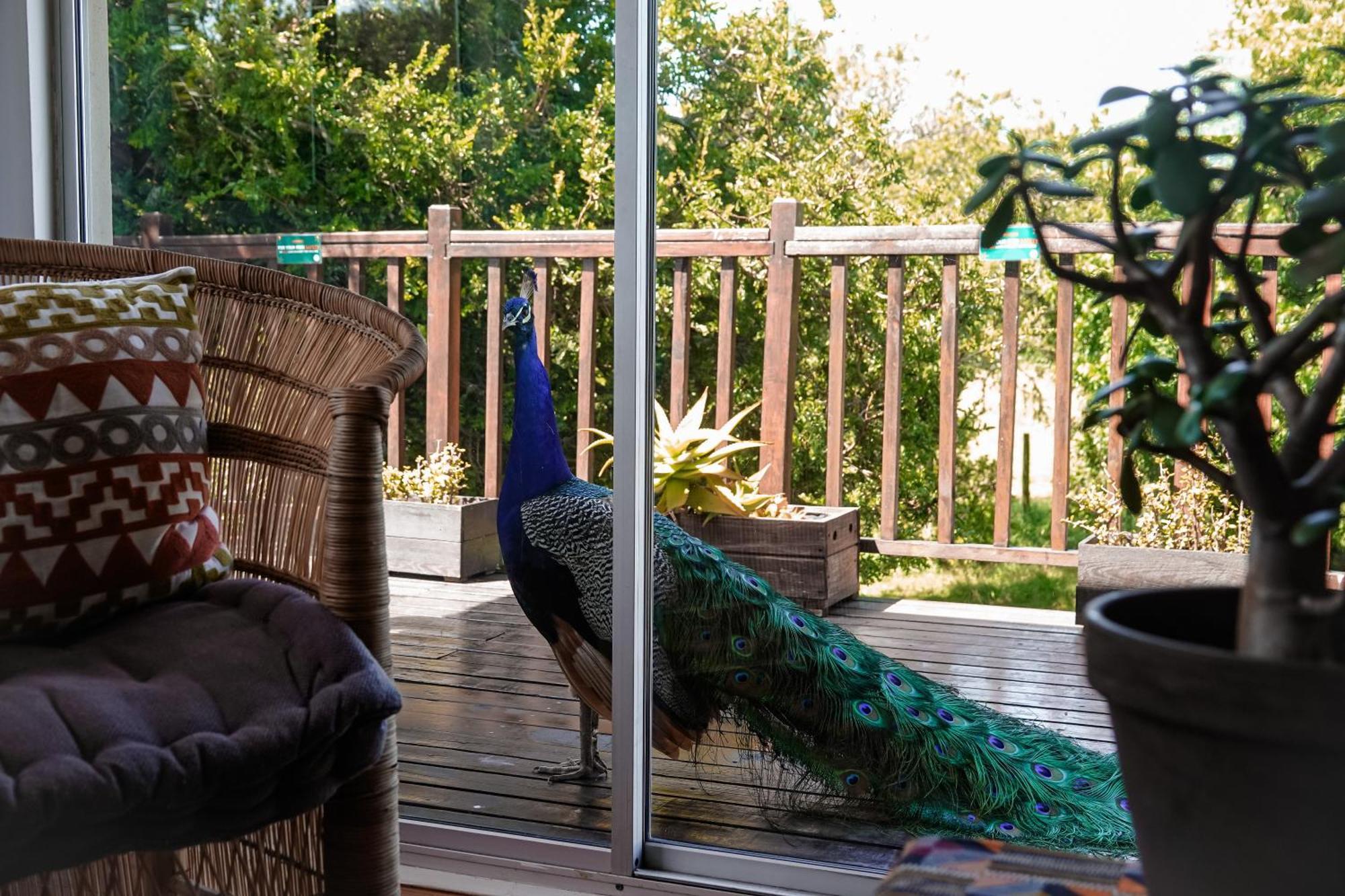 Soutelande Country Stay - Close To 1#Beach In Pe Port Elizabeth Exterior foto